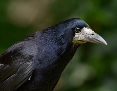 <i class='fa fa-user'></i> henkdikkers |   Roek  <i class='fa fa-eye'> 335</i>  <i class='fa fa-thumbs-up'> 20</i>   <i class='fa fa-comment-o'> 24</i>