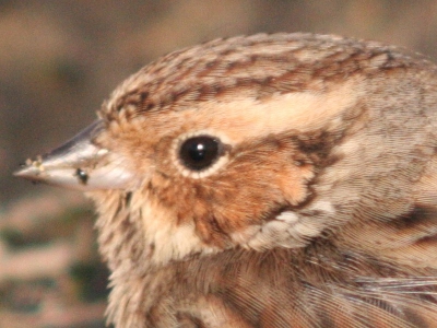 De foto is gecropt. Hij was nogal lastig te fotograferen, vaak geheel of gedeeltelijk tussen de begroeiing. Graag commentaar, tis pas mn tweede foto op BP (1e was Ringsnavelmeeuw)
