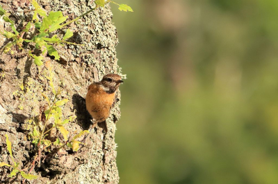 Rijdend over een oude klinkerweg met aan weerszijden oude eiken, zag ik een klein vogeltje van boom naar boom vliegen. Door het gedrag dacht ik eerst dat het een boomkruipertje was, maar toen ik dichter bij kwam bleek het een roodborsttapuit te zijn. Je ziet ze hier best wel veel, maar bijna altijd zitten ze dan op een paaltje of draad. Dit gedrag had ik niet eerder gezien. Ik schoot ook een paar foto's, waarbij hij met de rug naar mij toe zat en dan blijkt een roodborsttapuit een best wel goede schutkleur te hebben tegen de eikenschors.