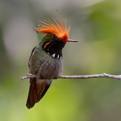 <i class='fa fa-user'></i> charlysax |   Vuurkuifkoketkolibrie  <i class='fa fa-eye'> 231</i>  <i class='fa fa-thumbs-up'> 24</i>   <i class='fa fa-comment-o'> 16</i>