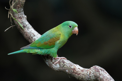 <i class='fa fa-user'></i> Paul van Giersbergen |   Toviparkiet  <i class='fa fa-eye'> 148</i>  <i class='fa fa-thumbs-up'> 6</i>   <i class='fa fa-comment-o'> 6</i>