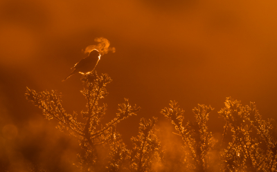 <i class='fa fa-user'></i> Hans Overduin |   Grasmus  <i class='fa fa-eye'> 493</i>  <i class='fa fa-thumbs-up'> 37</i>   <i class='fa fa-comment-o'> 22</i>