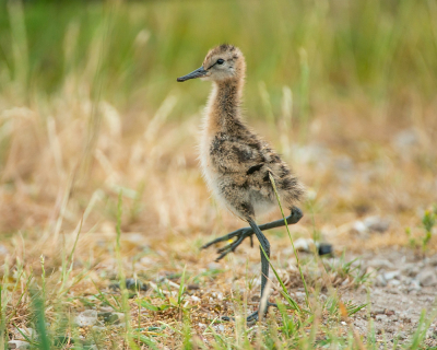 <i class='fa fa-user'></i> Wijnand van Buuren |   Grutto  <i class='fa fa-eye'> 207</i>  <i class='fa fa-thumbs-up'> 6</i>   <i class='fa fa-comment-o'> 5</i>