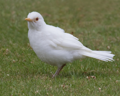 <i class='fa fa-user'></i> Robert Westerhof |   Merel  <i class='fa fa-eye'> 321</i>  <i class='fa fa-thumbs-up'> 6</i>   <i class='fa fa-comment-o'> 9</i>