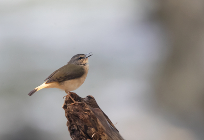 <i class='fa fa-user'></i> charlysax |   Zeemstuitzanger  <i class='fa fa-eye'> 208</i>  <i class='fa fa-thumbs-up'> 4</i>   <i class='fa fa-comment-o'> 8</i>