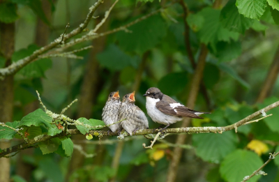 <i class='fa fa-user'></i> Ruud Scherpenisse |   Bonte Vliegenvanger  <i class='fa fa-eye'> 410</i>  <i class='fa fa-thumbs-up'> 20</i>   <i class='fa fa-comment-o'> 6</i>