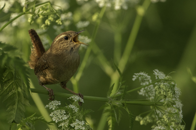 Canon 5 D IVMark  Canon 500 mm sluitertij1/500 F5,6 iso 1600  foto is gemikt vanaf stief