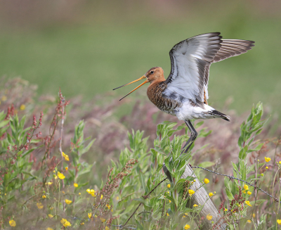 <i class='fa fa-user'></i> Jan P |   Grutto  <i class='fa fa-eye'> 267</i>  <i class='fa fa-thumbs-up'> 19</i>   <i class='fa fa-comment-o'> 10</i>