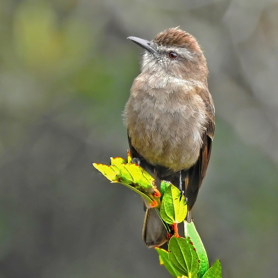 <i class='fa fa-user'></i> charlysax |   Roetkleurige Struiktiran  <i class='fa fa-eye'> 145</i>  <i class='fa fa-thumbs-up'> 10</i>   <i class='fa fa-comment-o'> 8</i>