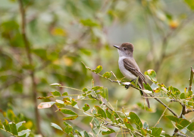 <i class='fa fa-user'></i> gras4711 |   La Sagra's Tiran  <i class='fa fa-eye'> 322</i>  <i class='fa fa-thumbs-up'> 3</i>   <i class='fa fa-comment-o'> 2</i>