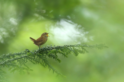 <i class='fa fa-user'></i> Frank Kremer |   Winterkoning  <i class='fa fa-eye'> 457</i>  <i class='fa fa-thumbs-up'> 38</i>   <i class='fa fa-comment-o'> 20</i>