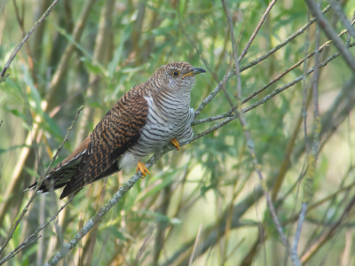 <i class='fa fa-user'></i> Marcel van der Tol |   Koekoek  <i class='fa fa-eye'> 371</i>  <i class='fa fa-thumbs-up'> 14</i>   <i class='fa fa-comment-o'> 10</i>