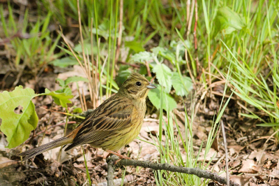 Na net een paartje klauwieren te hebben geobserveerd, (helaas te ver weg voor een goede foto) kwam ik deze geelgors tegen die zo'n 3m van het zandpad zich rustig liet fotograferen. Ondanks het maximale diafragma oogt de achtergrond, door de korte afstand, toch nog redelijk scherp. Dit geeft een wat onrustig beeld, maar is wel realistisch.