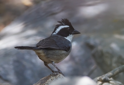 <i class='fa fa-user'></i> charlysax |   Kapucijnergors  <i class='fa fa-eye'> 115</i>  <i class='fa fa-thumbs-up'> 3</i>   <i class='fa fa-comment-o'> 3</i>