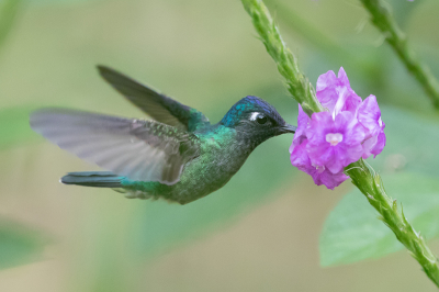 <i class='fa fa-user'></i> Paul van Giersbergen |   Paarskopkolibrie  <i class='fa fa-eye'> 123</i>  <i class='fa fa-thumbs-up'> 3</i>   <i class='fa fa-comment-o'> 6</i>