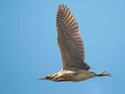 <i class='fa fa-user'></i> Vincent Vuik |   Roerdomp  <i class='fa fa-eye'> 328</i>  <i class='fa fa-thumbs-up'> 11</i>   <i class='fa fa-comment-o'> 14</i>