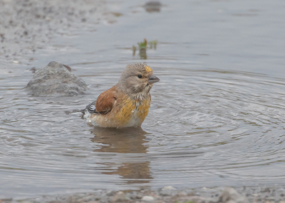 Veel regen gehad op Texel, hier stonden een paar plasjes waar de kneutjes zich gingen badderen.