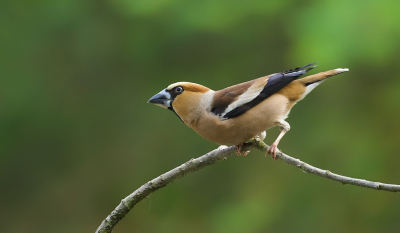 <i class='fa fa-user'></i> Leo Tukker |   Appelvink  <i class='fa fa-eye'> 200</i>  <i class='fa fa-thumbs-up'> 1</i>   <i class='fa fa-comment-o'> 2</i>