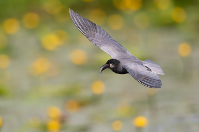 <i class='fa fa-user'></i> Peter Soer |   Zwarte Stern  <i class='fa fa-eye'> 242</i>  <i class='fa fa-thumbs-up'> 3</i>   <i class='fa fa-comment-o'> 6</i>