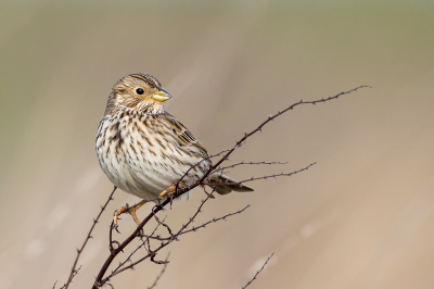 <i class='fa fa-user'></i> pjvantuil |   Grauwe Gors  <i class='fa fa-eye'> 314</i>  <i class='fa fa-thumbs-up'> 17</i>   <i class='fa fa-comment-o'> 7</i>