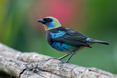 <i class='fa fa-user'></i> Paul van Giersbergen |   Purpermaskertangare  <i class='fa fa-eye'> 154</i>  <i class='fa fa-thumbs-up'> 8</i>   <i class='fa fa-comment-o'> 4</i>