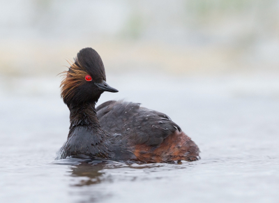 <i class='fa fa-user'></i> keesvanderklauw |   Geoorde Fuut  <i class='fa fa-eye'> 332</i>  <i class='fa fa-thumbs-up'> 15</i>   <i class='fa fa-comment-o'> 13</i>