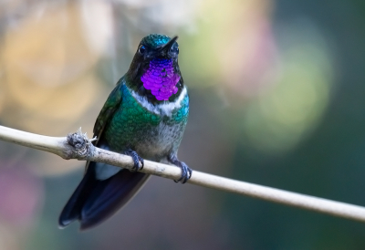 <i class='fa fa-user'></i> charlysax |   Amethistzonnekolibrie  <i class='fa fa-eye'> 107</i>  <i class='fa fa-thumbs-up'> 2</i>   <i class='fa fa-comment-o'> 3</i>