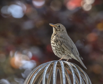 <i class='fa fa-user'></i> Fred |   Zanglijster  <i class='fa fa-eye'> 175</i>  <i class='fa fa-thumbs-up'> 5</i>   <i class='fa fa-comment-o'> 4</i>