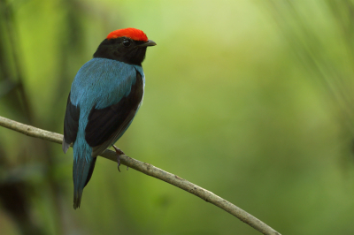 <i class='fa fa-user'></i> Martjan Lammertink |   Zwaluwstaartmanakin  <i class='fa fa-eye'> 147</i>  <i class='fa fa-thumbs-up'> 7</i>   <i class='fa fa-comment-o'> 5</i>