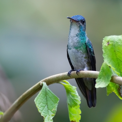 <i class='fa fa-user'></i> charlysax |   Bronsstaartsaffierkolibrie  <i class='fa fa-eye'> 105</i>  <i class='fa fa-thumbs-up'> 7</i>   <i class='fa fa-comment-o'> 2</i>