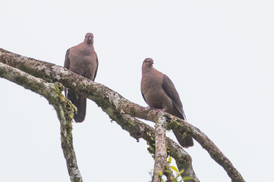 <i class='fa fa-user'></i> Paul van Giersbergen |   Kortsnavelduif  <i class='fa fa-eye'> 92</i>   <i class='fa fa-comment-o'> 0</i>