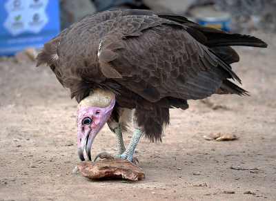 <i class='fa fa-user'></i> guido mwm |   Kapgier  <i class='fa fa-eye'> 214</i>  <i class='fa fa-thumbs-up'> 6</i>   <i class='fa fa-comment-o'> 17</i>