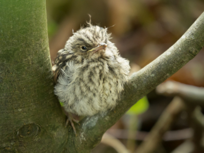 Hij zit maar de hele dag te dutten op een takje. Ik hoop dat hij het redt. Het is een gemakkelijke prooi voor de sperwer, valk of eksters, die nogal eens een vogeltje vangen.