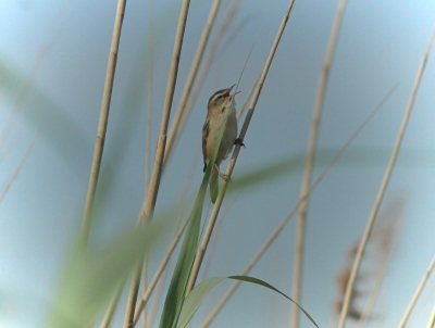 Rietzanger, zingend in het riet. Ging er mooi voor zitten.