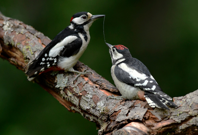 <i class='fa fa-user'></i> henkdikkers |   Grote Bonte Specht  <i class='fa fa-eye'> 250</i>  <i class='fa fa-thumbs-up'> 13</i>   <i class='fa fa-comment-o'> 9</i>