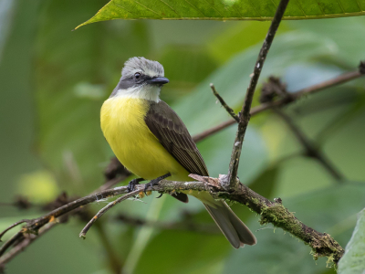<i class='fa fa-user'></i> Paul van Giersbergen |   Grijskruintiran  <i class='fa fa-eye'> 116</i>   <i class='fa fa-comment-o'> 1</i>
