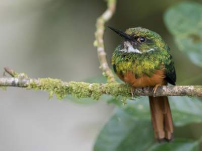 <i class='fa fa-user'></i> Paul van Giersbergen |   Roodstaartglansvogel  <i class='fa fa-eye'> 150</i>  <i class='fa fa-thumbs-up'> 5</i>   <i class='fa fa-comment-o'> 1</i>