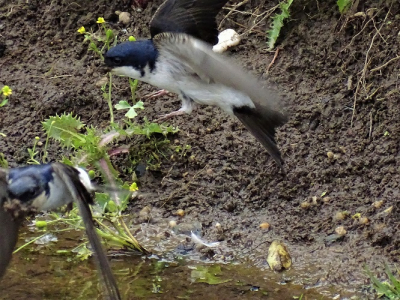 een andere vogelaar maakt mij er op attent dat er op dit plekje huiszwaluwen modder kwamen halen voor hun nest. na een poosje wachten kreeg ik dit plaatje.