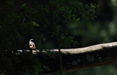 Op een parkeerplaats. Camera op het dak van de auto geplaatst, kon ik, tussen de bladeren door, net een paar foto's maken. Uiterlijke kenmerken van deze soort werden in mijn ogen precies mooi belicht. Alleen jammer van dat ene blaadje.