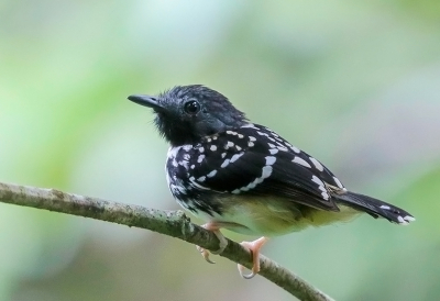 <i class='fa fa-user'></i> charlysax |   Bruinvlekmiervogel  <i class='fa fa-eye'> 130</i>  <i class='fa fa-thumbs-up'> 8</i>   <i class='fa fa-comment-o'> 5</i>