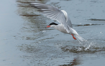 <i class='fa fa-user'></i> Wijnand van Buuren |   Visdief  <i class='fa fa-eye'> 250</i>  <i class='fa fa-thumbs-up'> 5</i>   <i class='fa fa-comment-o'> 8</i>