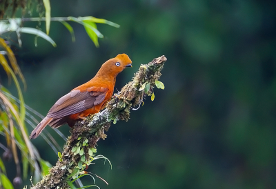 <i class='fa fa-user'></i> charlysax |   Rode Rotshaan  <i class='fa fa-eye'> 237</i>  <i class='fa fa-thumbs-up'> 16</i>   <i class='fa fa-comment-o'> 8</i>