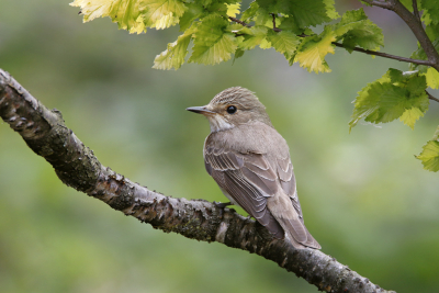<i class='fa fa-user'></i> Gejo Wassink |   Grauwe Vliegenvanger  <i class='fa fa-eye'> 226</i>  <i class='fa fa-thumbs-up'> 3</i>   <i class='fa fa-comment-o'> 6</i>
