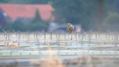 <i class='fa fa-user'></i> corvanspijk |   Steenuil  <i class='fa fa-eye'> 462</i>  <i class='fa fa-thumbs-up'> 21</i>   <i class='fa fa-comment-o'> 10</i>