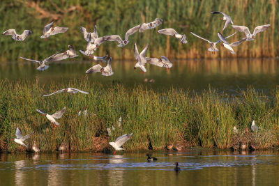 <i class='fa fa-user'></i> loek van de Leur |   Kokmeeuw  <i class='fa fa-eye'> 186</i>   <i class='fa fa-comment-o'> 5</i>