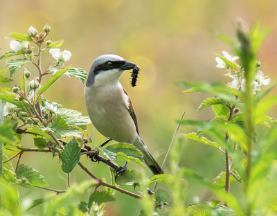 <i class='fa fa-user'></i> Hillebrand Keun |   Grauwe Klauwier  <i class='fa fa-eye'> 259</i>  <i class='fa fa-thumbs-up'> 9</i>   <i class='fa fa-comment-o'> 9</i>