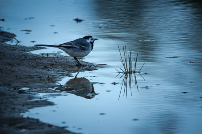 Witte Kwikstaart voor zijn diner aan de Berkenplas. Lichtomstandigheden uitdagend door vele bomen en ondergaande zon