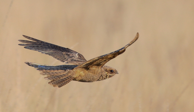 <i class='fa fa-user'></i> Henk Wiebe van der Meulen |   Nachtzwaluw  <i class='fa fa-eye'> 637</i>  <i class='fa fa-thumbs-up'> 37</i>   <i class='fa fa-comment-o'> 15</i>