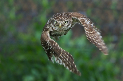 <i class='fa fa-user'></i> corvanspijk |   Steenuil  <i class='fa fa-eye'> 552</i>  <i class='fa fa-thumbs-up'> 36</i>   <i class='fa fa-comment-o'> 12</i>