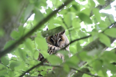 Deze mooie uil gespot aan de Koningsweg te Vriezenveen. ik was nog niet eerder zo'n uil tegengekomen vandaar dat ik deze graag wil plaatsen.